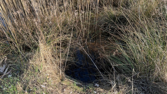 Kleiner Tümpel am 8.3.2024 Foto: Silke Bertram